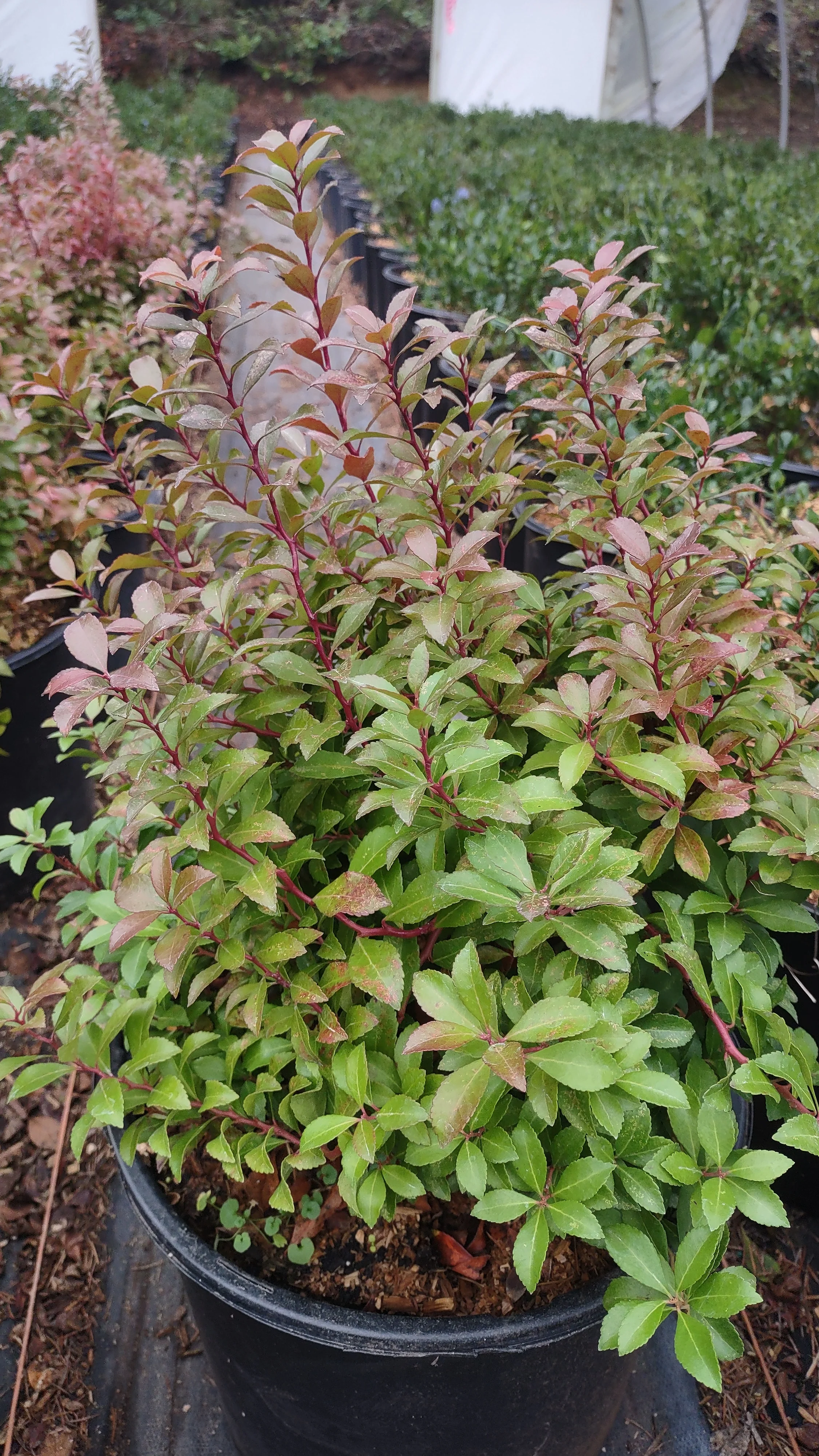 Pieris japonica 'Little Heath Green' (Japanese Pieris)