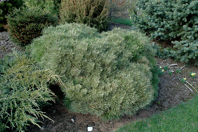 Pinus nigra 'Globosa' (Globe Austrian Pine)