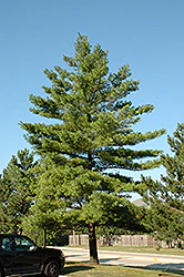 Pinus strobus (White Pine)