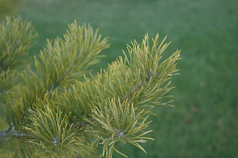Pinus sylvestris (Scotch Pine) - Image 2
