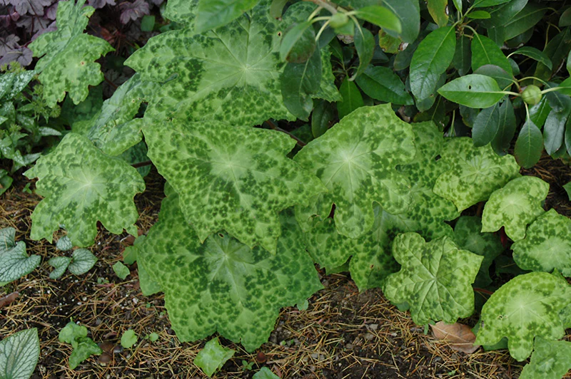 Podophyllum 'Spotty Dotty' (Spotty Dotty Asian Mayapple)