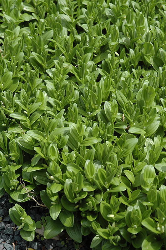 Polygonatum multiflorum (Solomon's Seal)