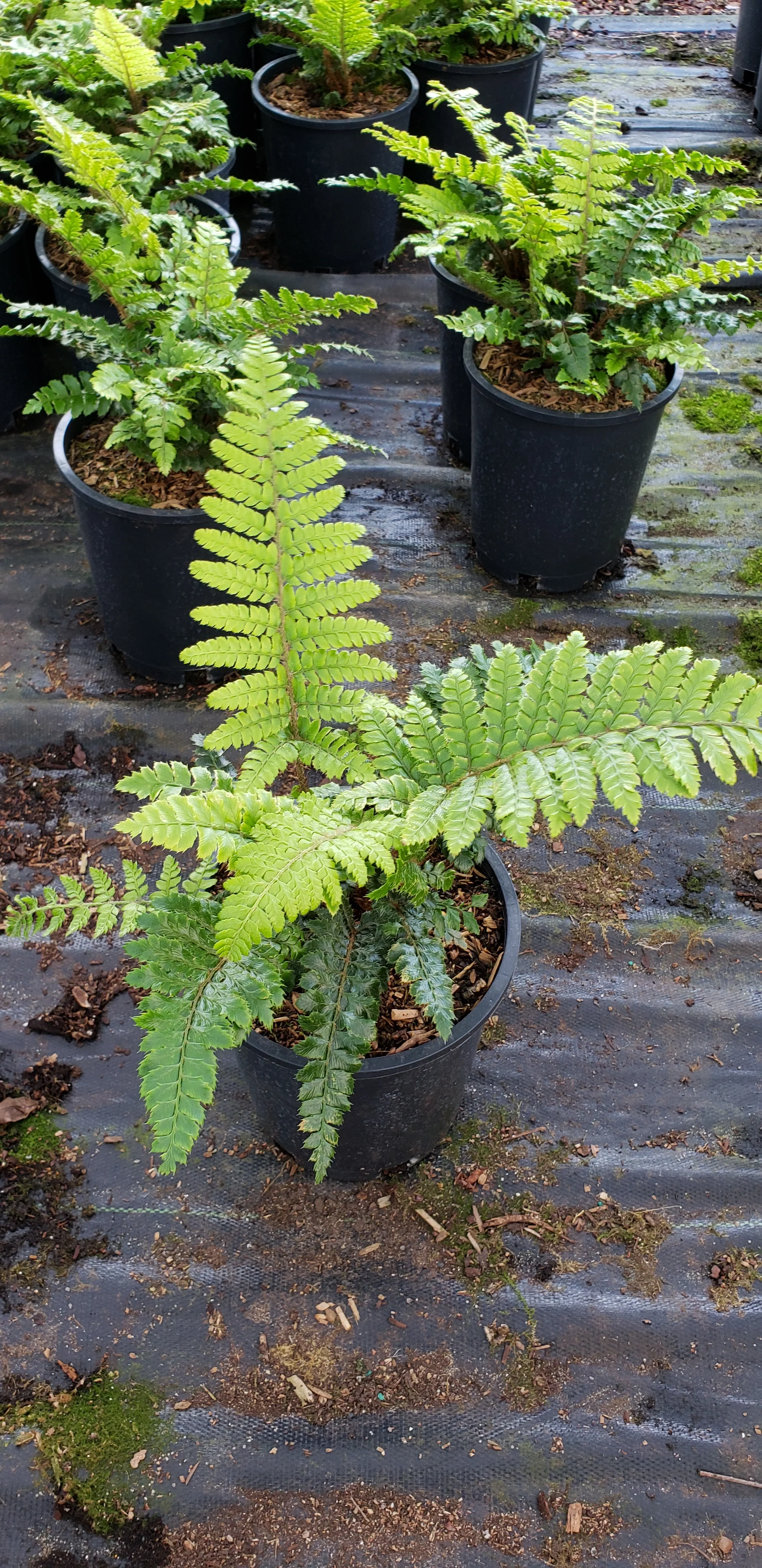 Polystichum polyblepharum (Japanese Tassel Fern) - Image 2