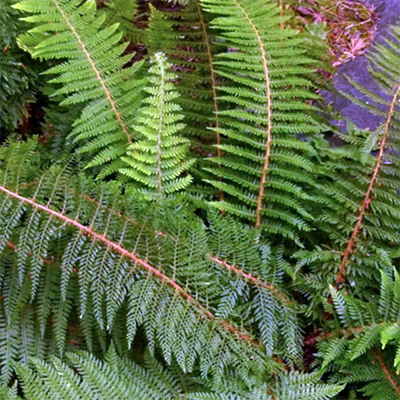 Polystichum setiferum 'Divisilobum' (Soft Shield Fern)