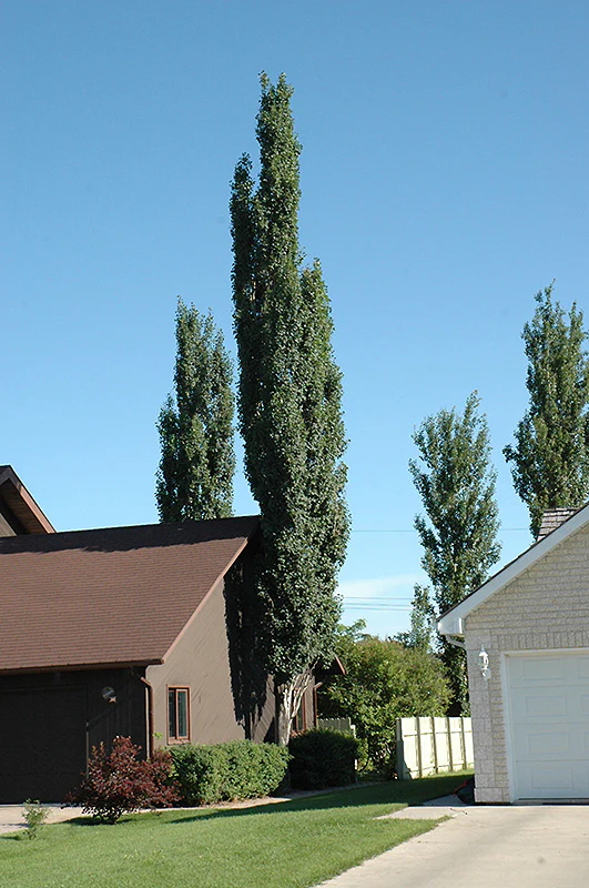 Populus tremula 'Erecta' (Columnar Swedish Aspen)
