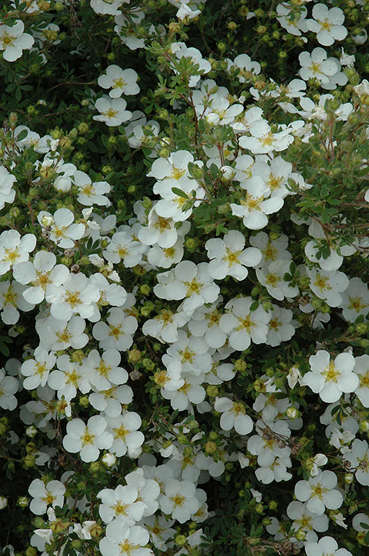 Potentilla fruticosa 'Abbotswood' (Abbottswood Potentilla)