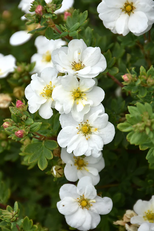 Potentilla fruticosa 'Monsidh' (Frosty Potentilla)