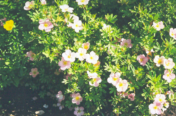 Potentilla fruticosa 'Pink Beauty' (Pink Beauty Potentilla)