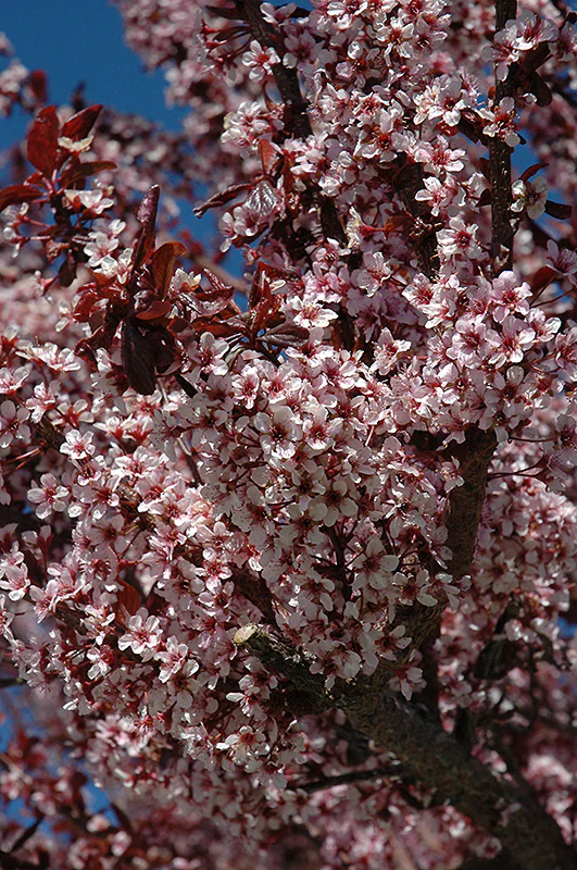 Prunus cerasifera 'Thundercloud' (Thundercloud Plum) - Image 2