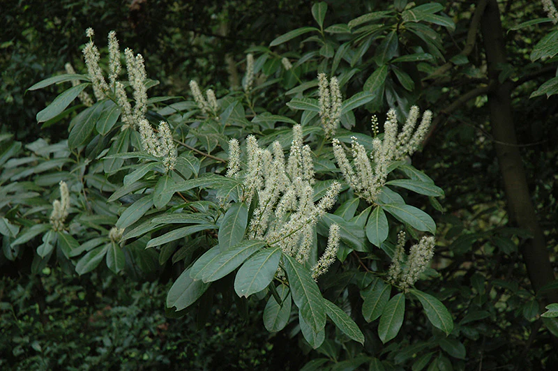 Prunus laurocerasus (Cherry Laurel)