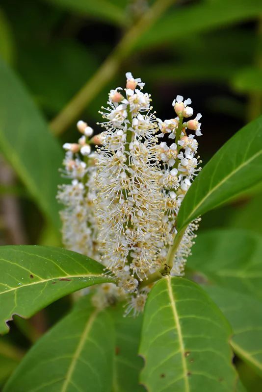 Prunus laurocerasus 'Reynvaanii' (Russian Laurel) - Image 2