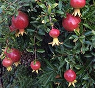 Punica granatum 'Dwarf Red' (Pomegranate)