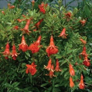 Punica granatum 'Sochi Dwarf' (Pomegranate)