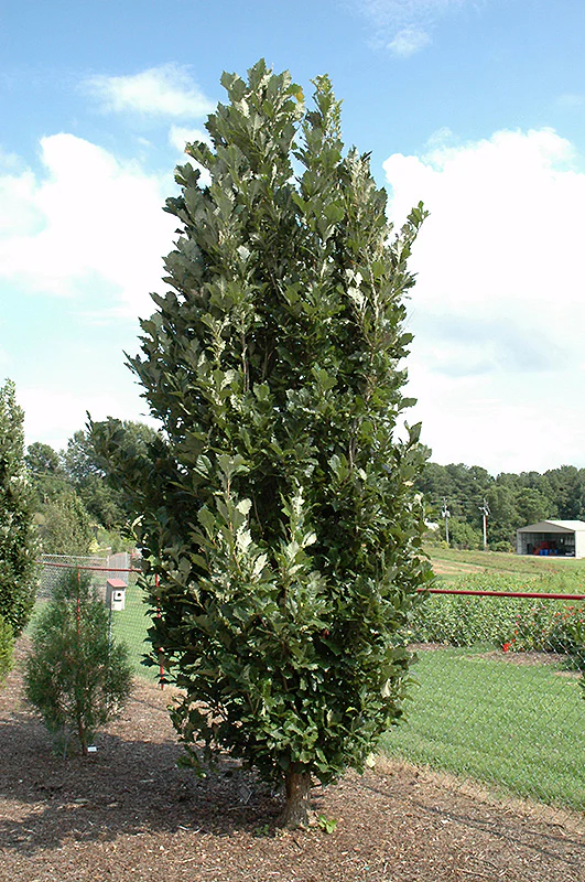 Quercus x warei 'Birthday Candle' (Birthday Candle Oak)