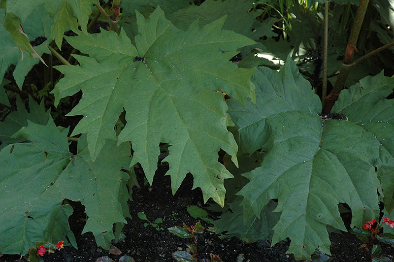 Rheum palmatum var tanguticum (Ornamental Rhubarb) - Image 2