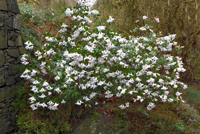Rhododendron 'Cilpinense' - Image 2