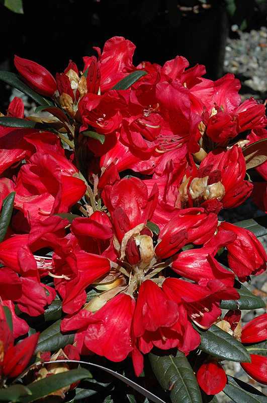 Rhododendron 'Fred Peste'
