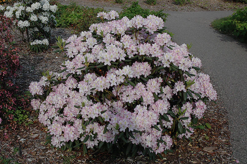 Rhododendron 'Helsinki University' - Image 2