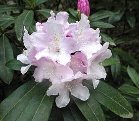 Rhododendron 'Hoppy'