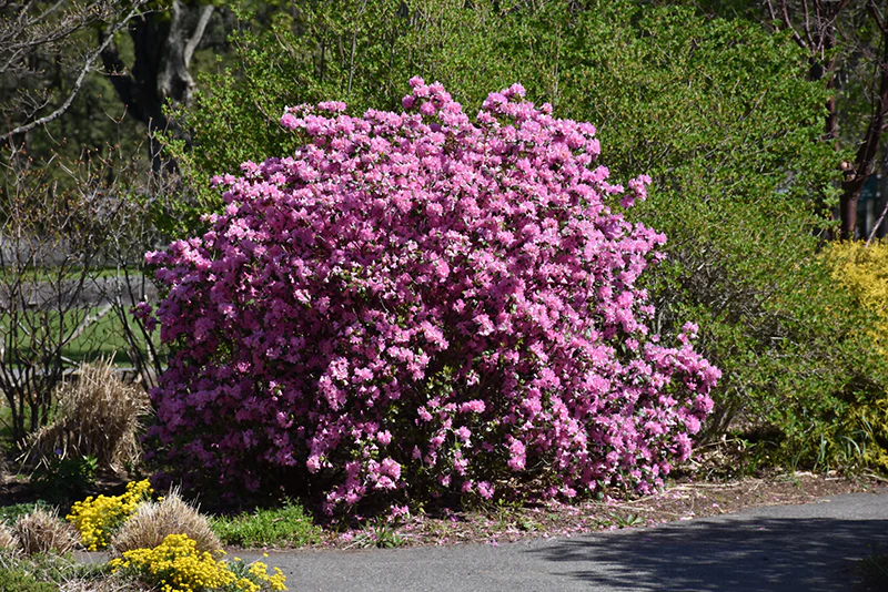 Rhododendron 'PJM Elite'