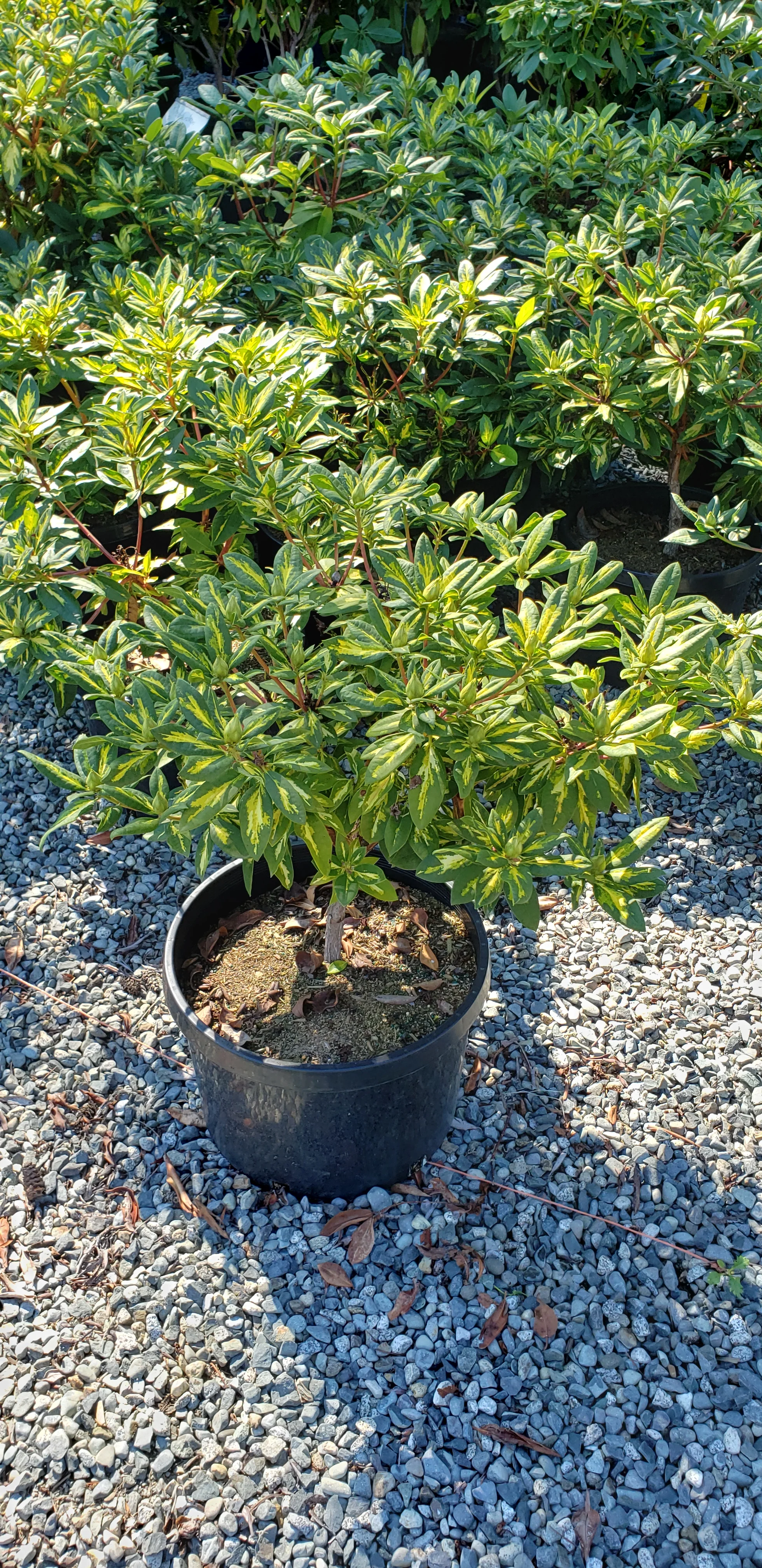 Rhododendron 'President Roosevelt' - Image 2