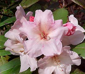 Rhododendron 'Virginia Richards'