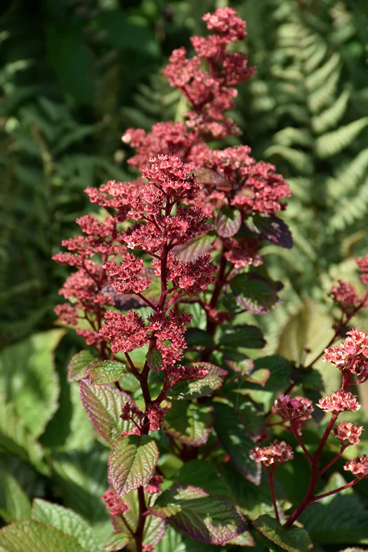 Rodgersia 'Bronze Peacock'