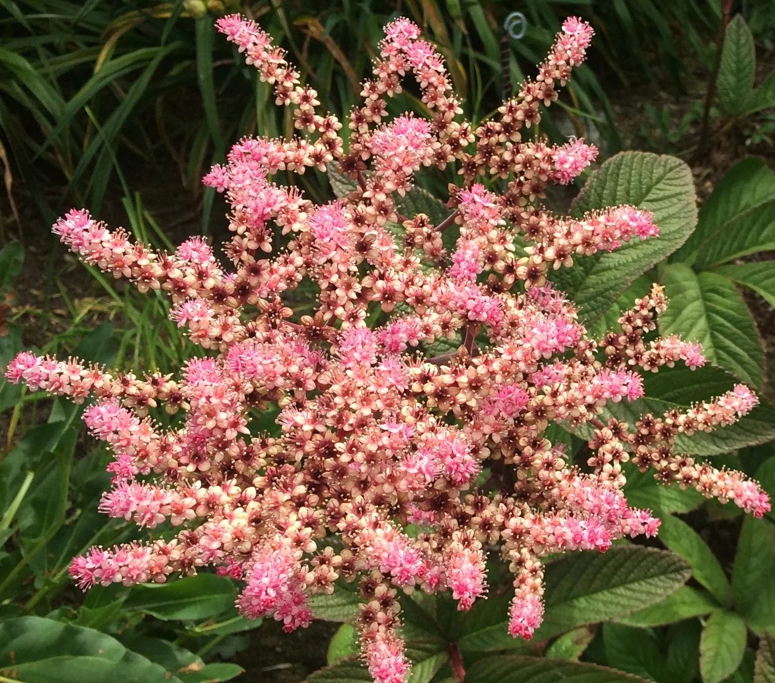 Rodgersia pinnata 'Fireworks'