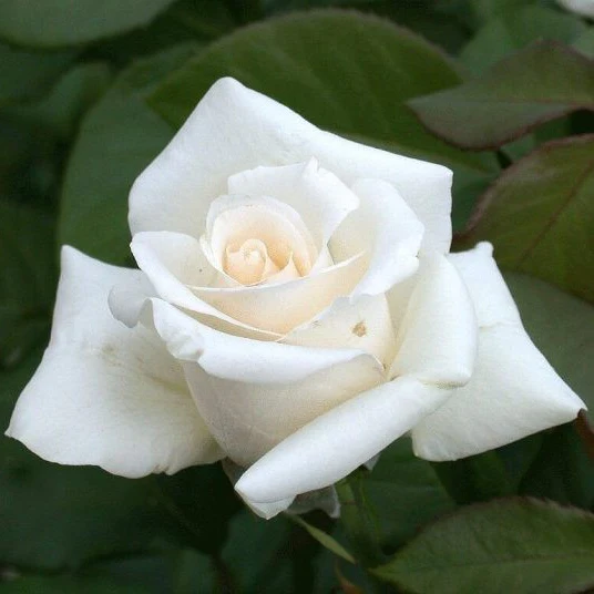 Rosa 'Anastasia'