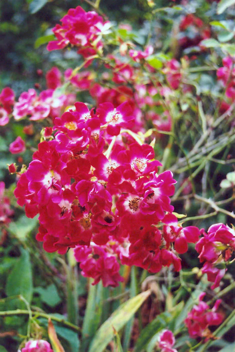 Rosa meidiland 'Red'