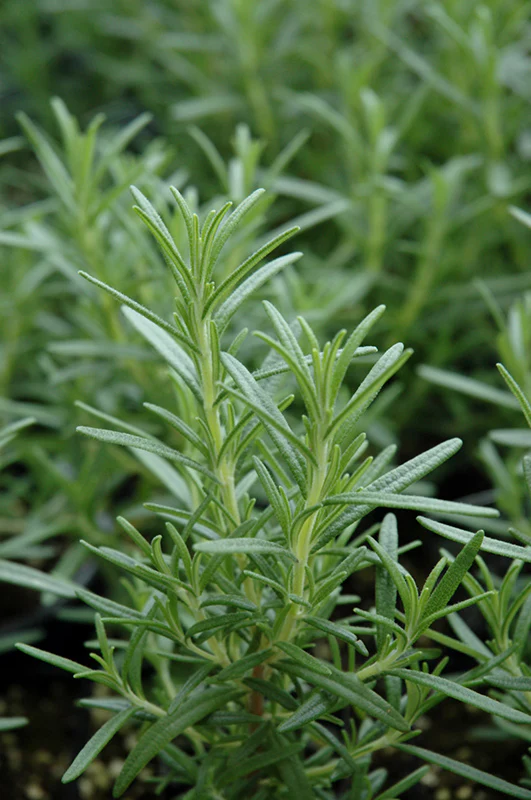 Rosmarinus officinalis 'Arp' (Arp Rosemary)
