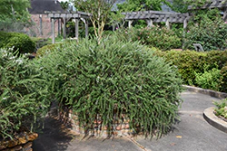 Rosmarinus officinalis 'Huntington Carpet' (Huntington Carpet Rosemary)