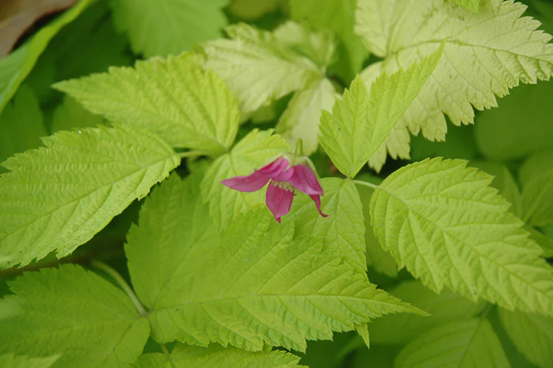 Rubus spectabilis 'Golden Ruby'
