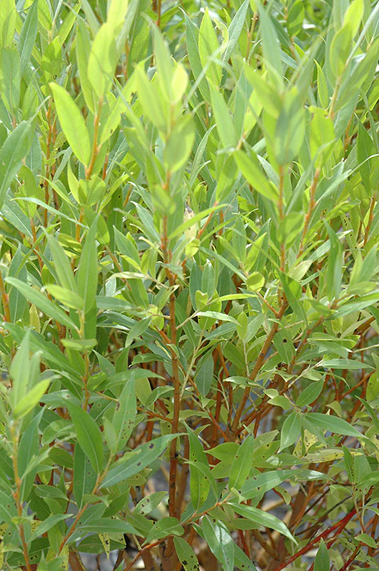Salix 'Flame' (Flame Willow) - Image 2