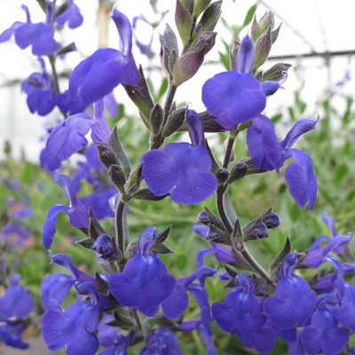 Salvia greggii 'Blue Note'