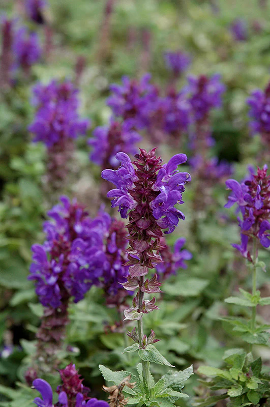 Salvia nemorosa 'Blue Marvel' (Blue Marvel Meadow Sage)