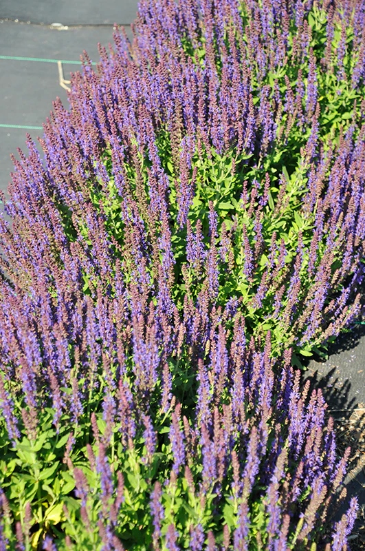 Salvia 'Swifty Violet'
