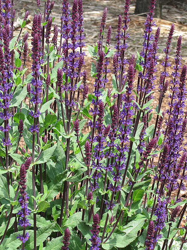 Salvia x sylvestris 'Caradonna' (Caradonna Sage)