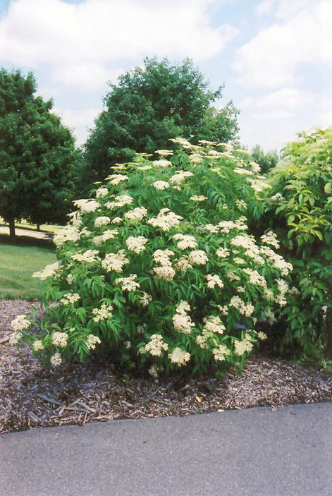 Sambucus canadensis (American Elder)