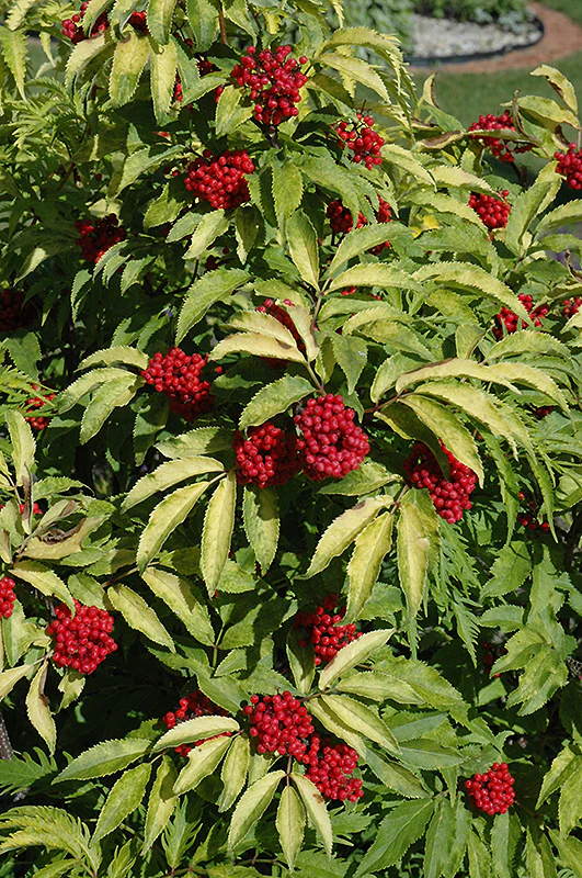 Sambucus racemosa (Red-Berried Elder)