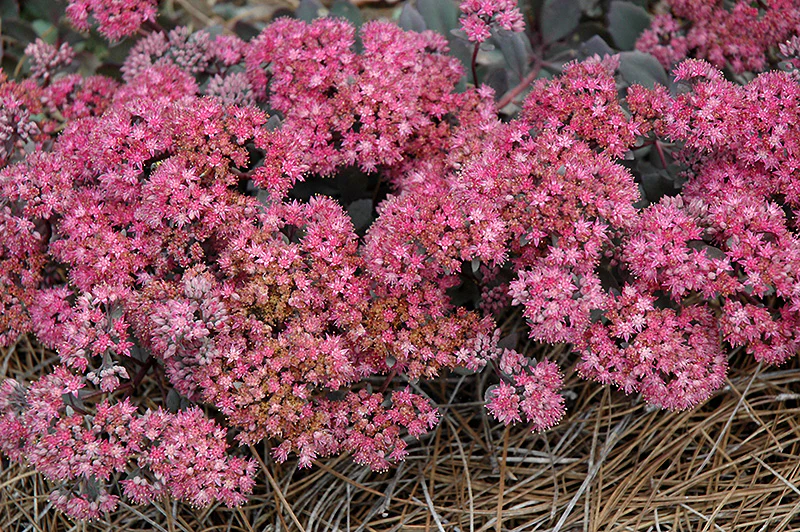 Sedum 'Dazzleberry' (Dazzleberry Stonecrop)