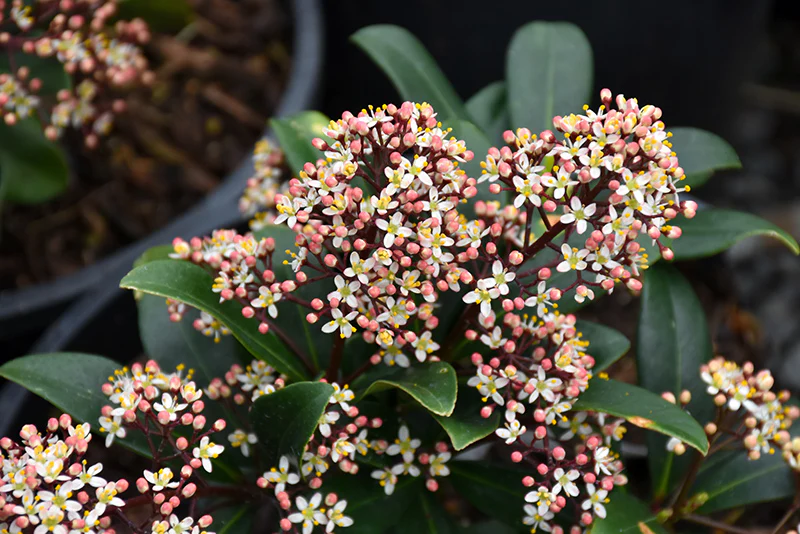 Skimmia japonica 'Rubella' (Rubella Japanese Skimmia)