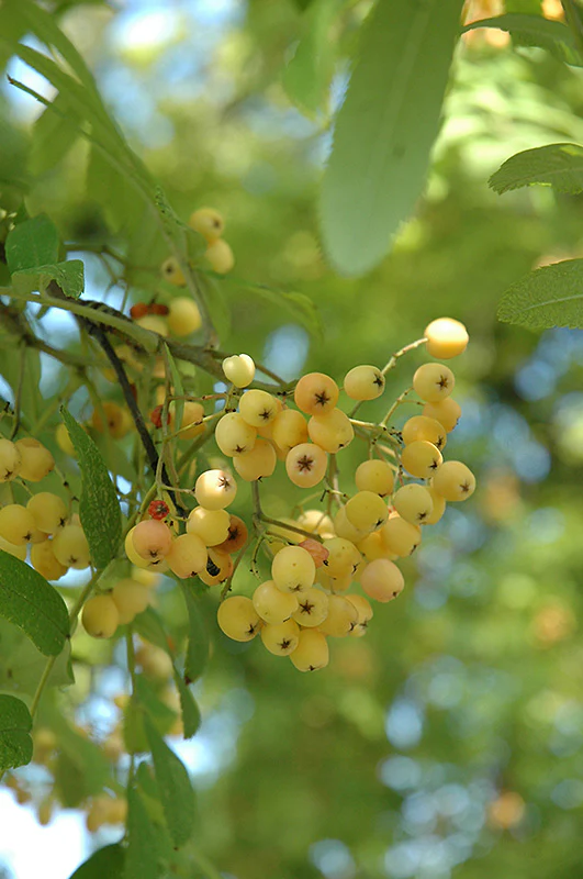 Sorbus aucuparia 'Joseph Rock' (Joseph Rock Mountain Ash)