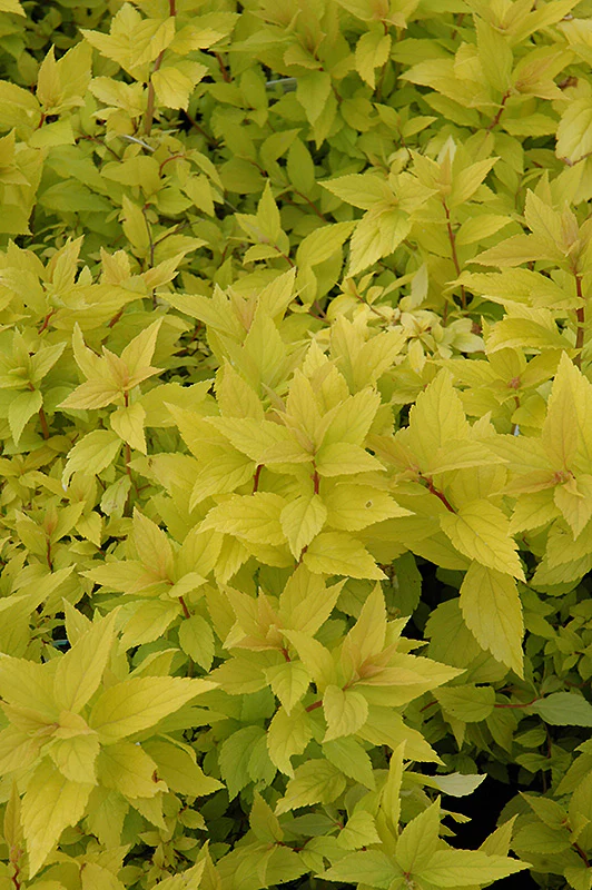Spiraea japonica 'Goldmound' (Goldmound Spirea) - Image 2
