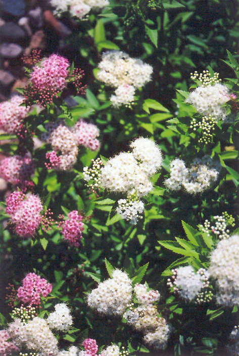 Spiraea japonica 'Shirobana' (Shirobana Spirea)