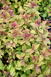 Spiraea x bumalda 'Firelight' (Firelight Spirea)