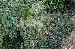 Stipa (Nasella) tenuissima (Mexican Feather Grass) - Image 2