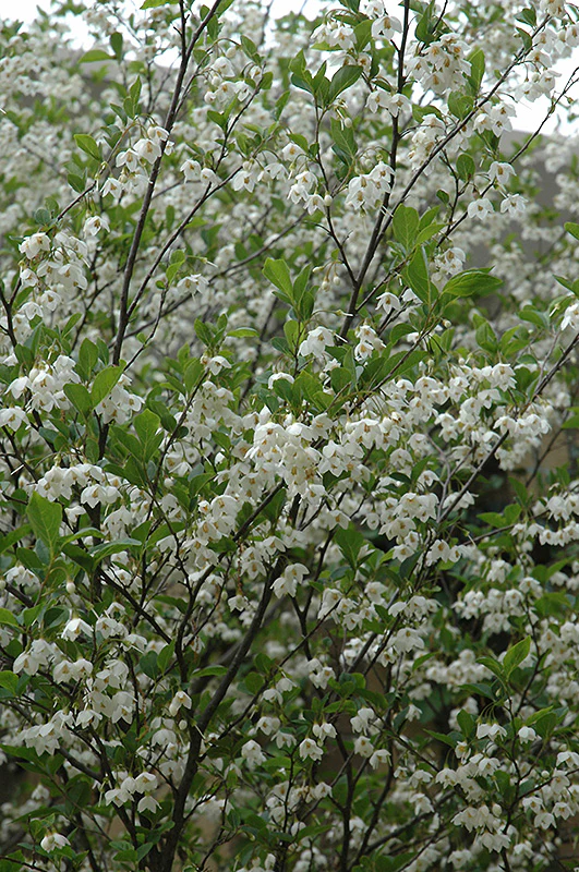 Styrax japonicus 'JFS-D' (Snowcone Japanese Snowbell)