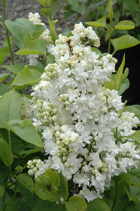 Syringa vulgaris 'Mme. Lemoine' (Mme. Lemoine Lilac)