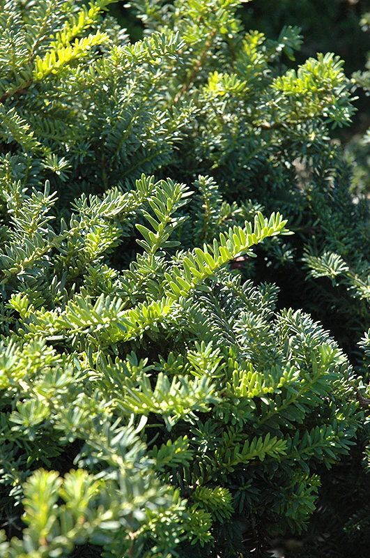 Taxus cuspidata 'Emerald Spreader' (Emerald Spreader Yew) - Image 2